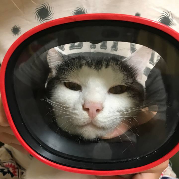 285154cf 0052 4cd1 bec5 c0dd1d6323ac