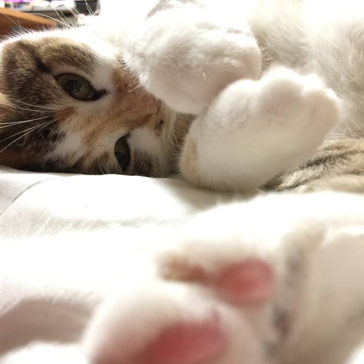 2874feca d109 4ee2 99dd 1b79e02d966b