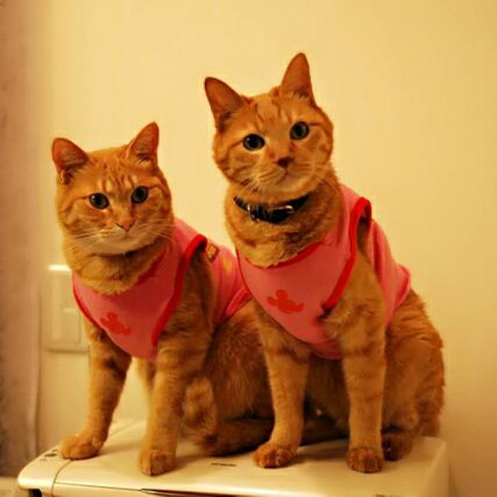 2877c8f8 8a1d 47f2 bf78 647d0ee8e6d7