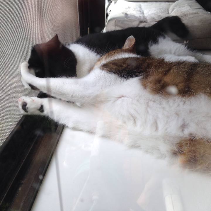 288daf47 6601 485e a455 5868094e5e1f