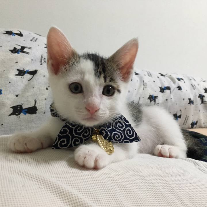 28a46c8a 3688 4a4c 993f 6f37b64ab5da