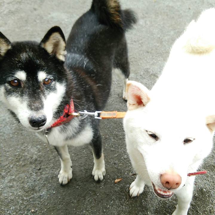 28b0bdcd 14ed 4edc be21 4b8c4c6231b6