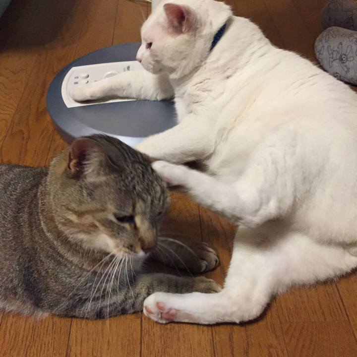 28c677f8 c232 4e5f a8e0 fa24397f0ab4