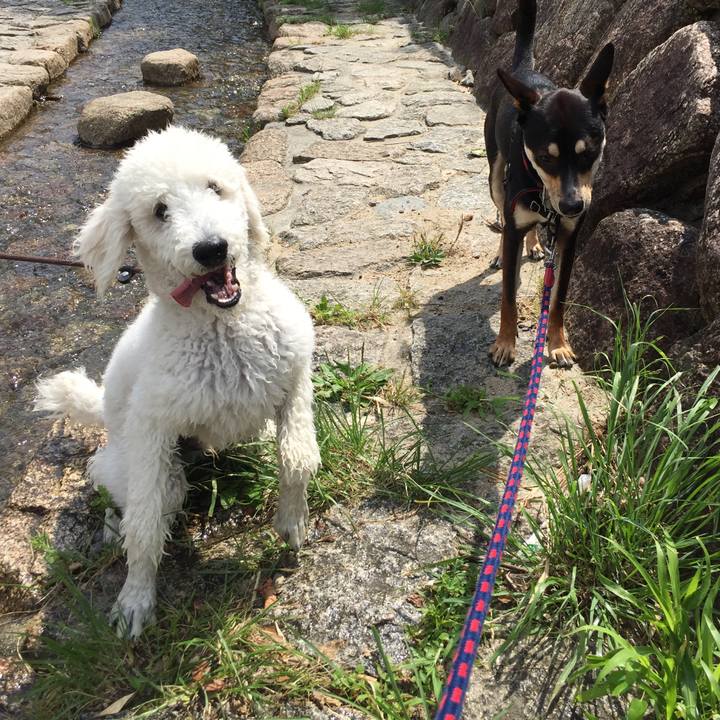 28e731b8 cc66 4a5a 9599 d8f82eca1696