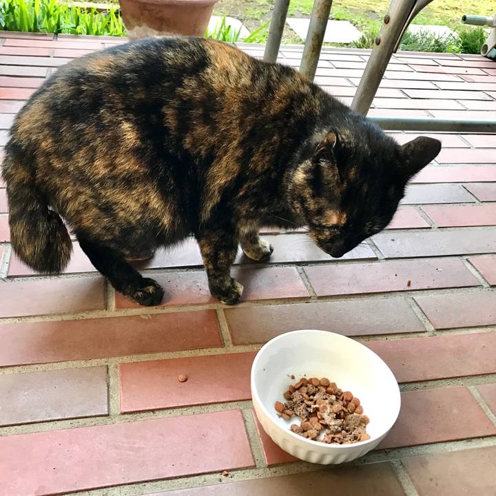 28f5b788 c510 4a4f 883d 41a4f5220bf0