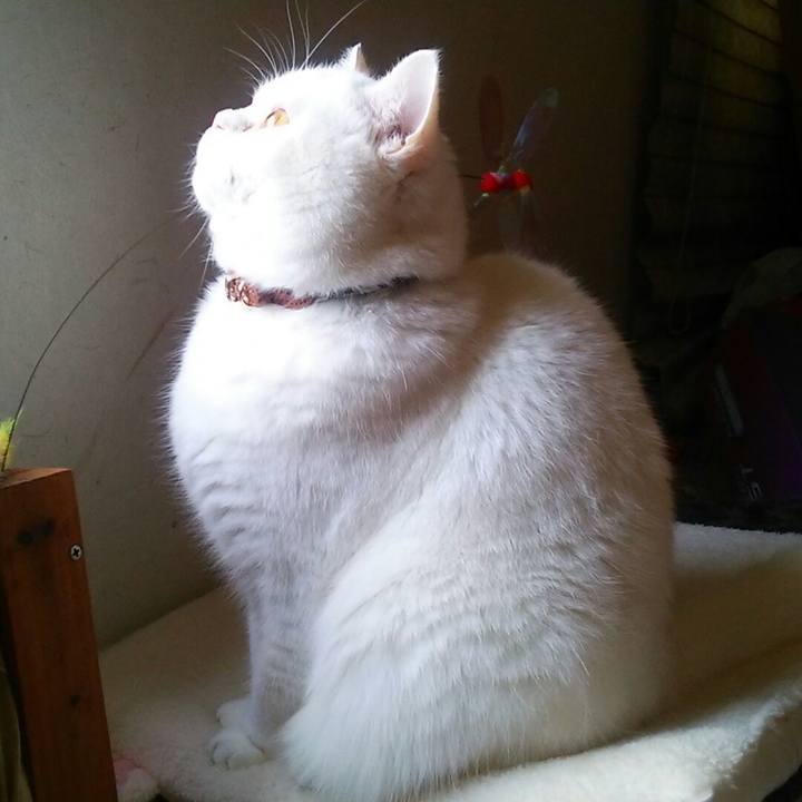 28ffb590 c2f0 43c7 a28b 17664c156b35