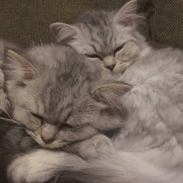 290a12c8 e400 4a5b bf83 8fa625eacd11