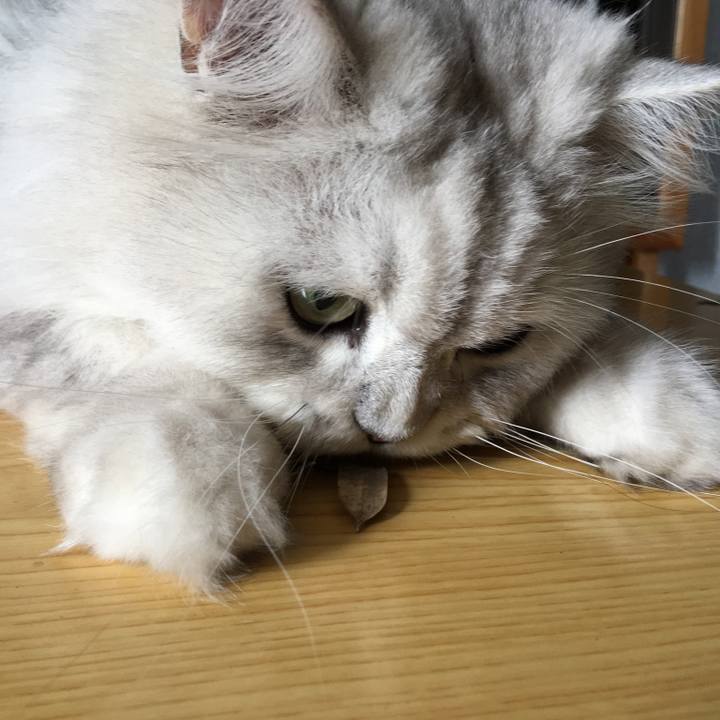 291d41e0 2d4b 4986 a82d 0a8e8b8ae988