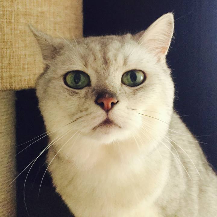 293b7215 7ac9 4ad5 b23b 09e2d897577b