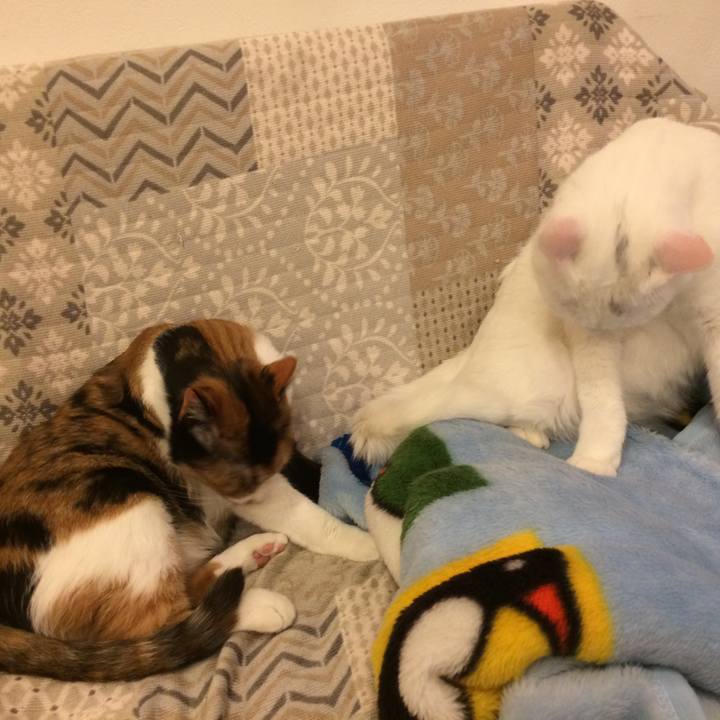 2941c715 a5ae 40ca 8055 ee84cb9a30be