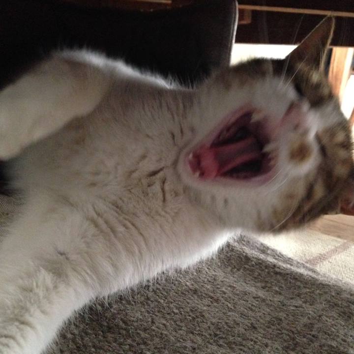 2950b2dc 23ef 421d af1c 68ebc32db550