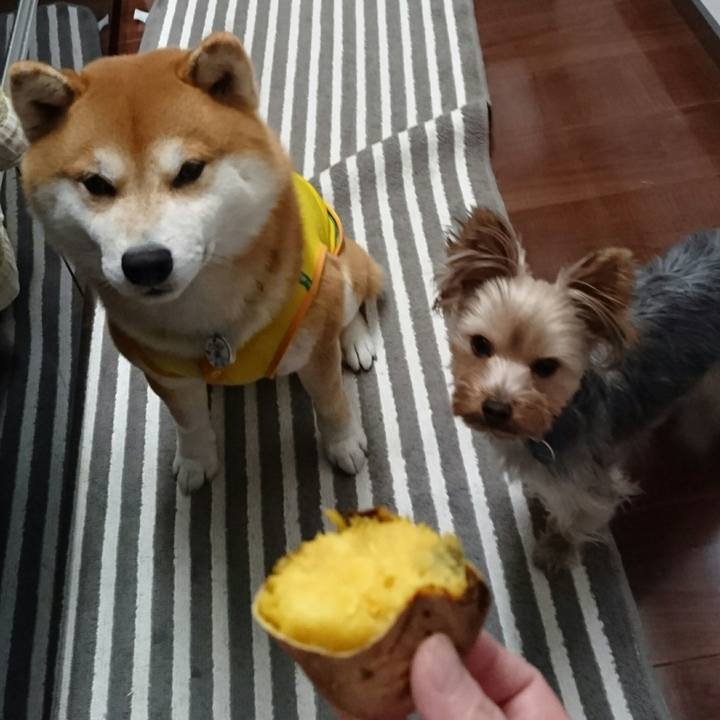 2951438b f514 48d8 89fc 7f708b82bdb6