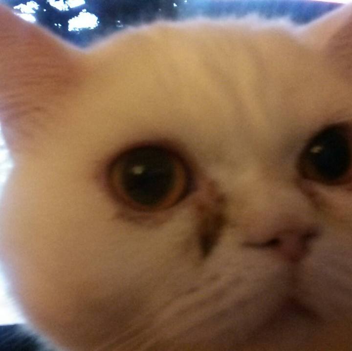 295a29f4 397b 481e a15e 68548e68cc9b