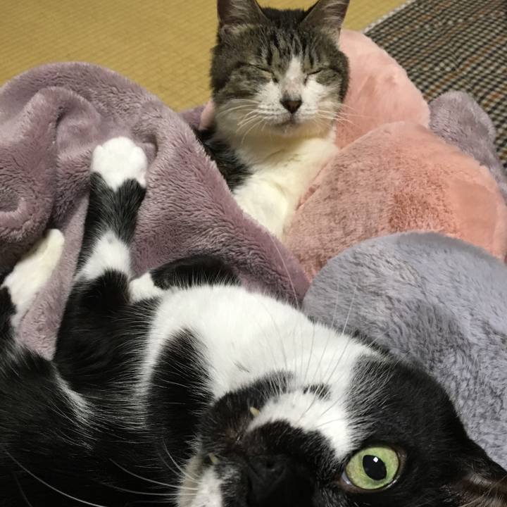 295a49a1 d4e3 406a ad1d 374de7654df0