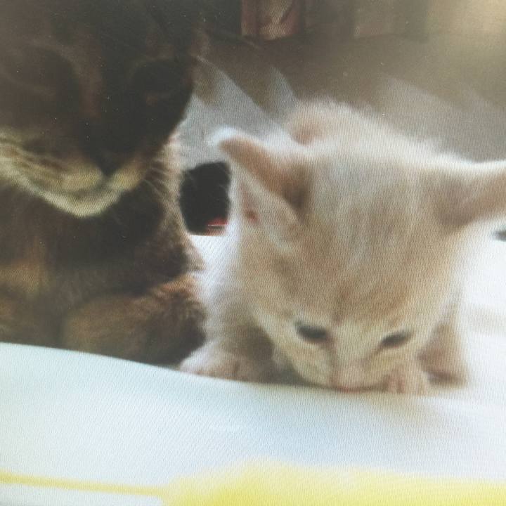 295b88e9 4c0d 4109 9357 abb38b15eda0