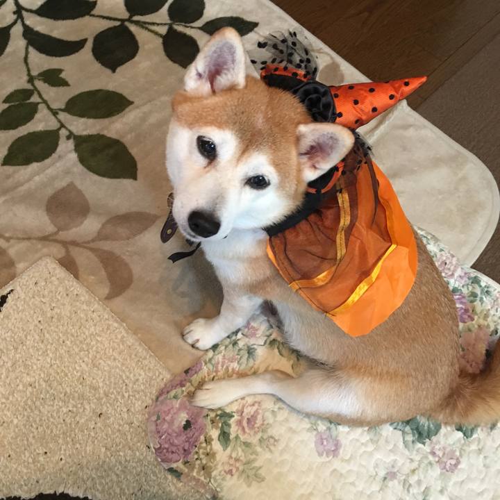 295bd4b2 7cc4 4180 a130 d4bf27b232dc