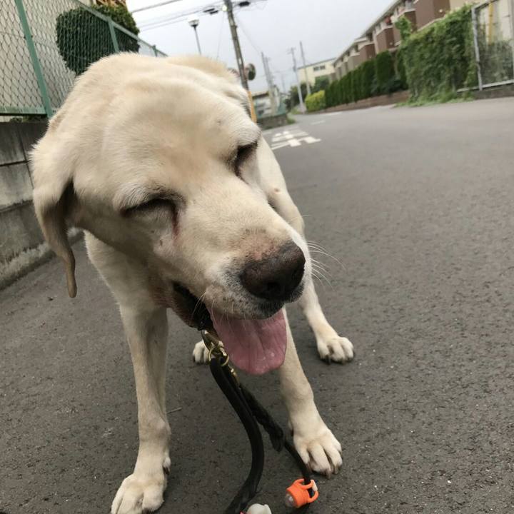 295cd04f 4230 4516 8226 d43be1d710ee