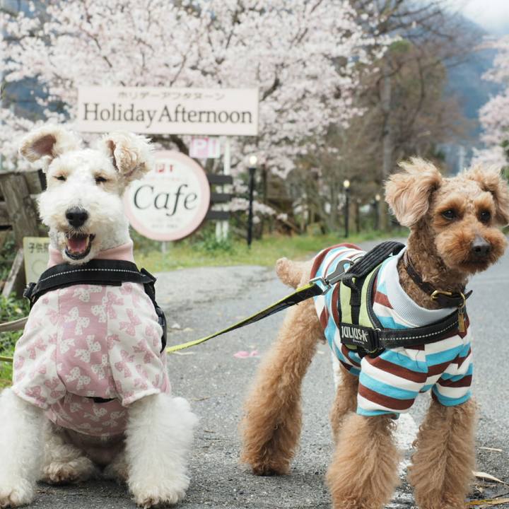 295e8653 385c 40ca ae14 c9db7c5768a6