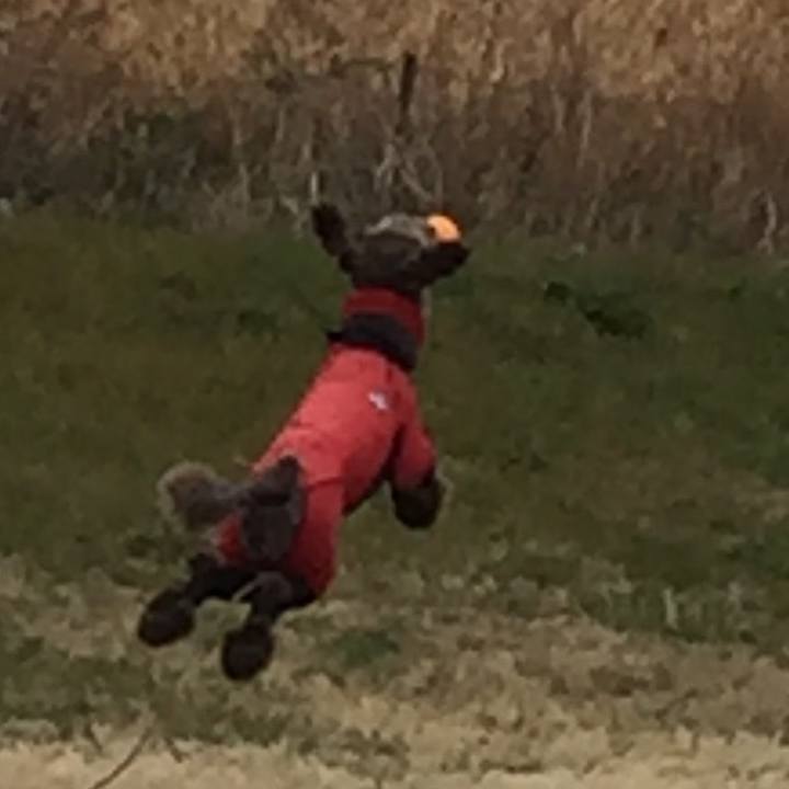 2966dc8d adcb 435c b5e5 81bd5c1d78dd