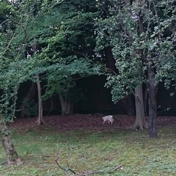 29850f1a 2941 44f6 b82d d1ab098bf6a8