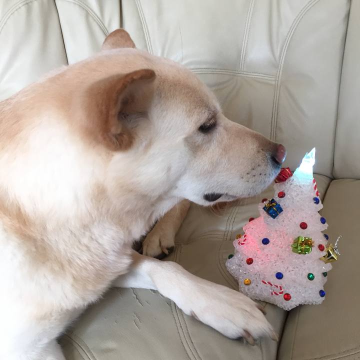 29954c95 96af 465a aa77 854e91329693