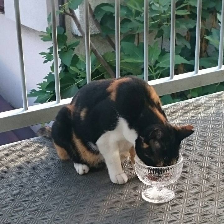 29a046ca 1ece 4f0e a9fe c72931fb541f