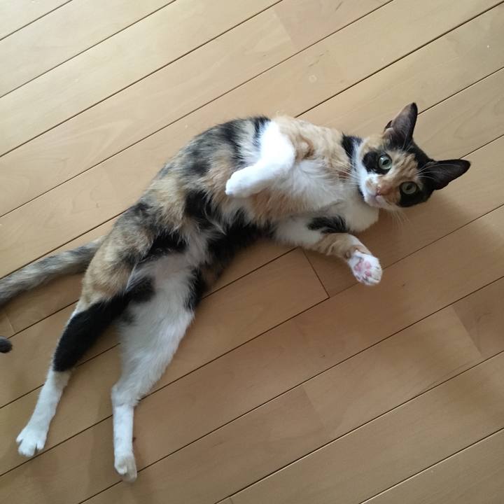 29a8a733 1f78 4374 93c4 9a70a5247020