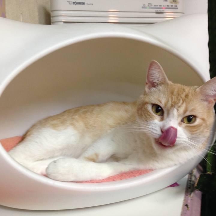 29a94933 e90d 432a a21e 63c69019f70f