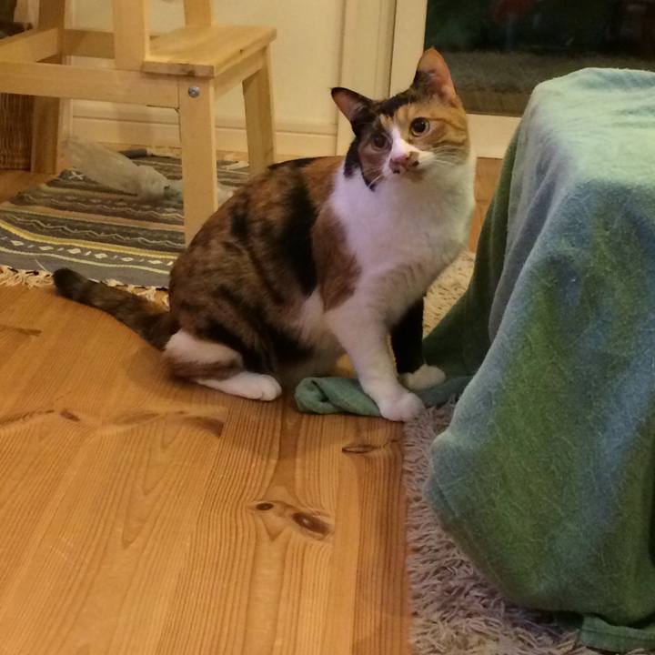 29a9cadf d53c 4795 bcf3 e757cde96788