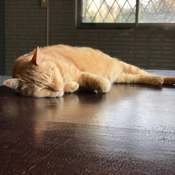 29af4e11 d96c 48ae 9143 f89288b97255