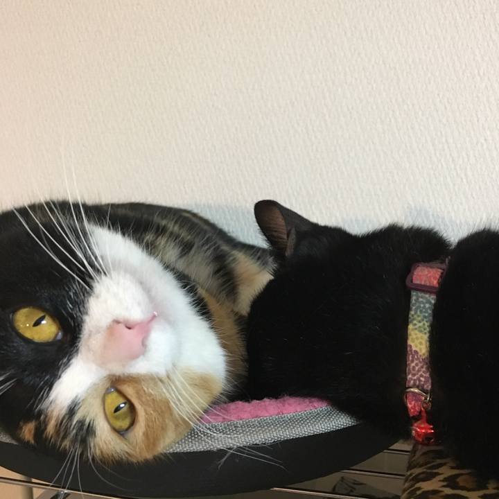 29b32b58 2325 4603 b19d 449d8b0964df