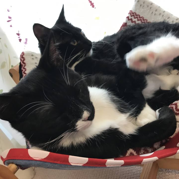 29c1e06b 59ed 4f2d b405 594e44c81e91