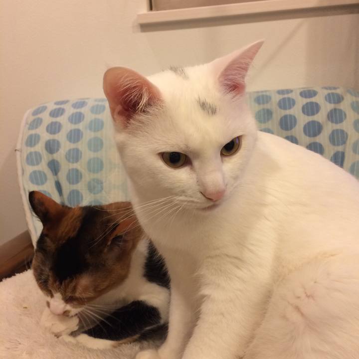 29c36b83 4af1 42bc 91d0 e52a889e4593