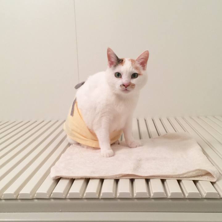 29ce7ba7 5b96 4a35 8ecf 8b74c64c1580