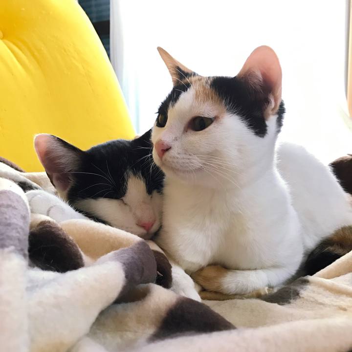 2a0414cb 59b2 4152 a3f8 729c80583743