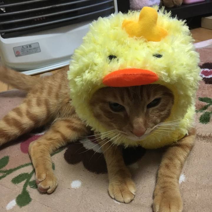 2a084110 fe40 4d13 9341 c69a0947ec86