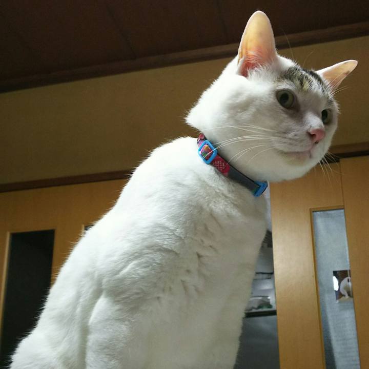 2a0a148f 3d71 499c abe7 b688f474a169