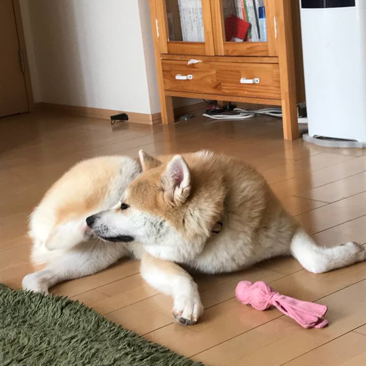 2a178af5 7961 4f7b b9d5 9bd78e678dba