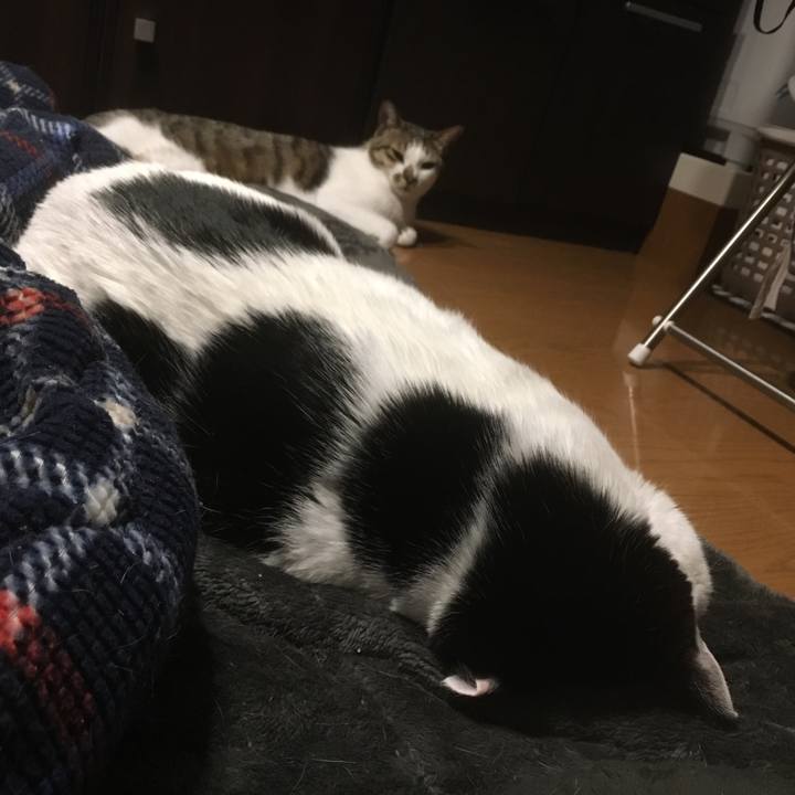 2a1c3c7b 8291 446c afc0 7e98832a5739