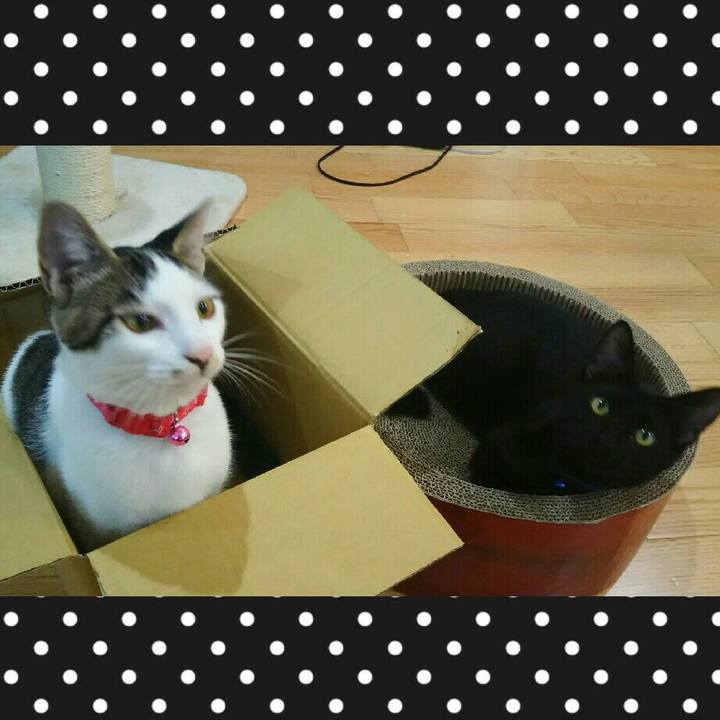 2a2a6b4f 98ee 41f2 bcb2 69c0cf35f53c