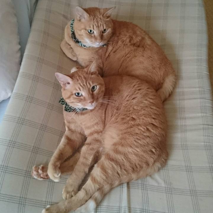 2a2e1168 dae4 48a9 8643 301fd0e12fa4