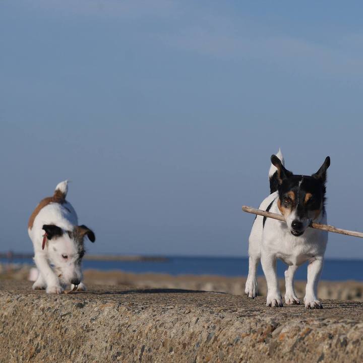 2a2eab3e da2f 40d1 8a38 c16b539442b2