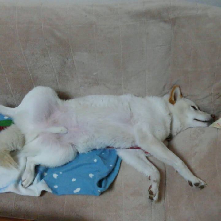 2a3c1295 f942 4a4b 8b68 b099b2188471