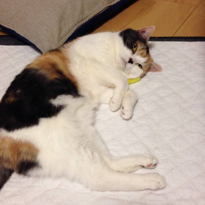 2a3e3b39 398e 4c7e 95ba 54e999a0ddcc