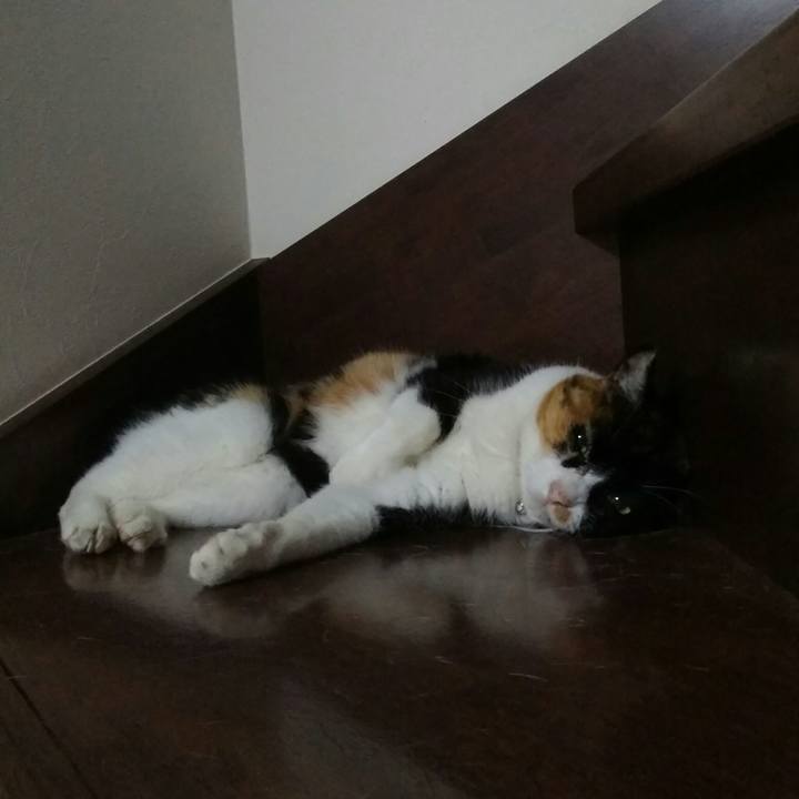 2a3e9f6c b49c 482e 8d06 990d5890b3a9