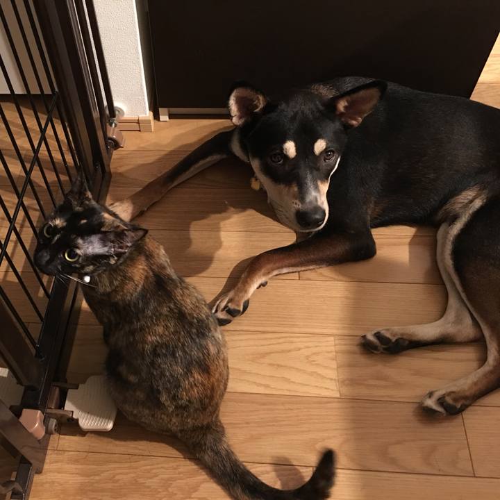 2a3f463b c9c1 4a0c b2ee 174a625dcc7f