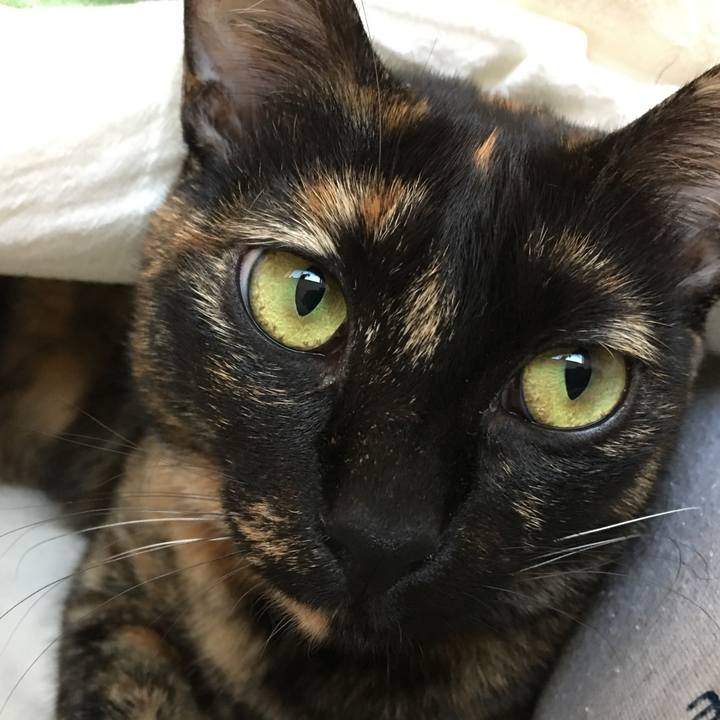 2a4035c7 c401 49c5 bd2c 34070f78a355