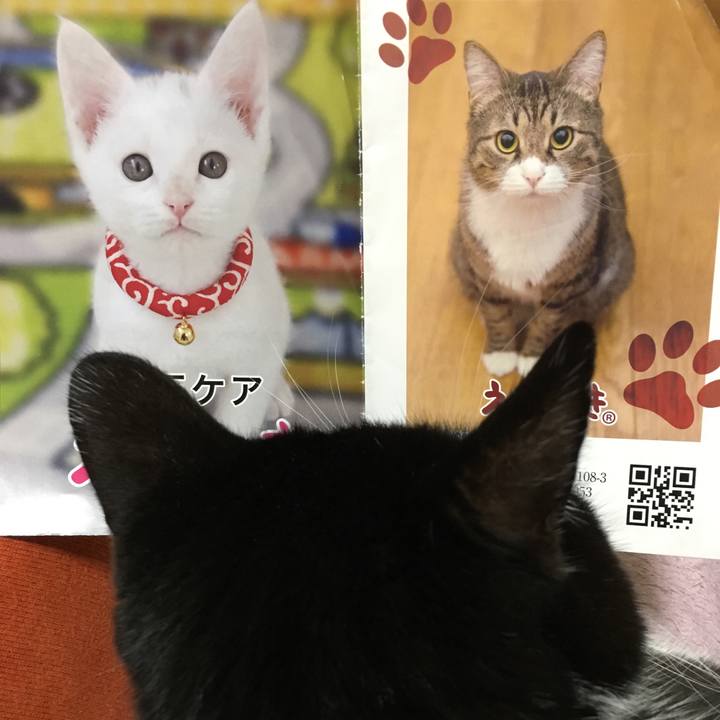 2a4cc396 169e 475c 9c68 fe4d4d39ca48