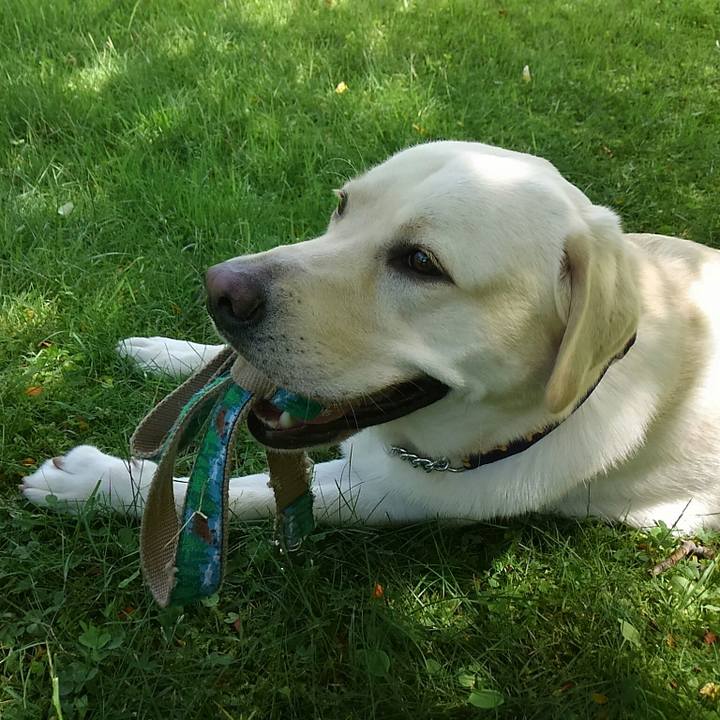 2a5eb0e3 1f86 4c34 a777 fd71df095a0e