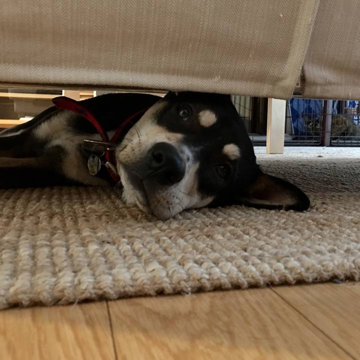 2a606980 7f62 4e2e 9fb1 d6680b5b78dc